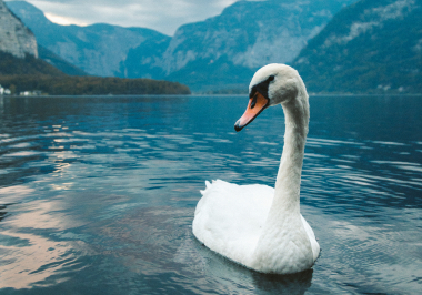 vertical-shot-white-swan-swimming-lake-hallstatt 1